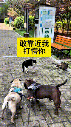 俺嘞天爷，真是人不可貌相，猫不可斗量！两只大狗碰见流浪猫，黑白小花猫一脸警惕瞪