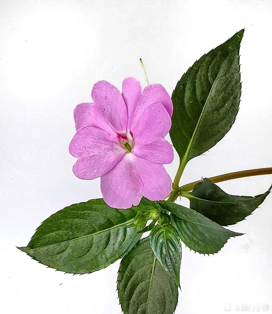 凤仙花别名：指甲花。基源：本品为凤仙花科植物凤仙花的干燥花。植物形态：凤仙花茎