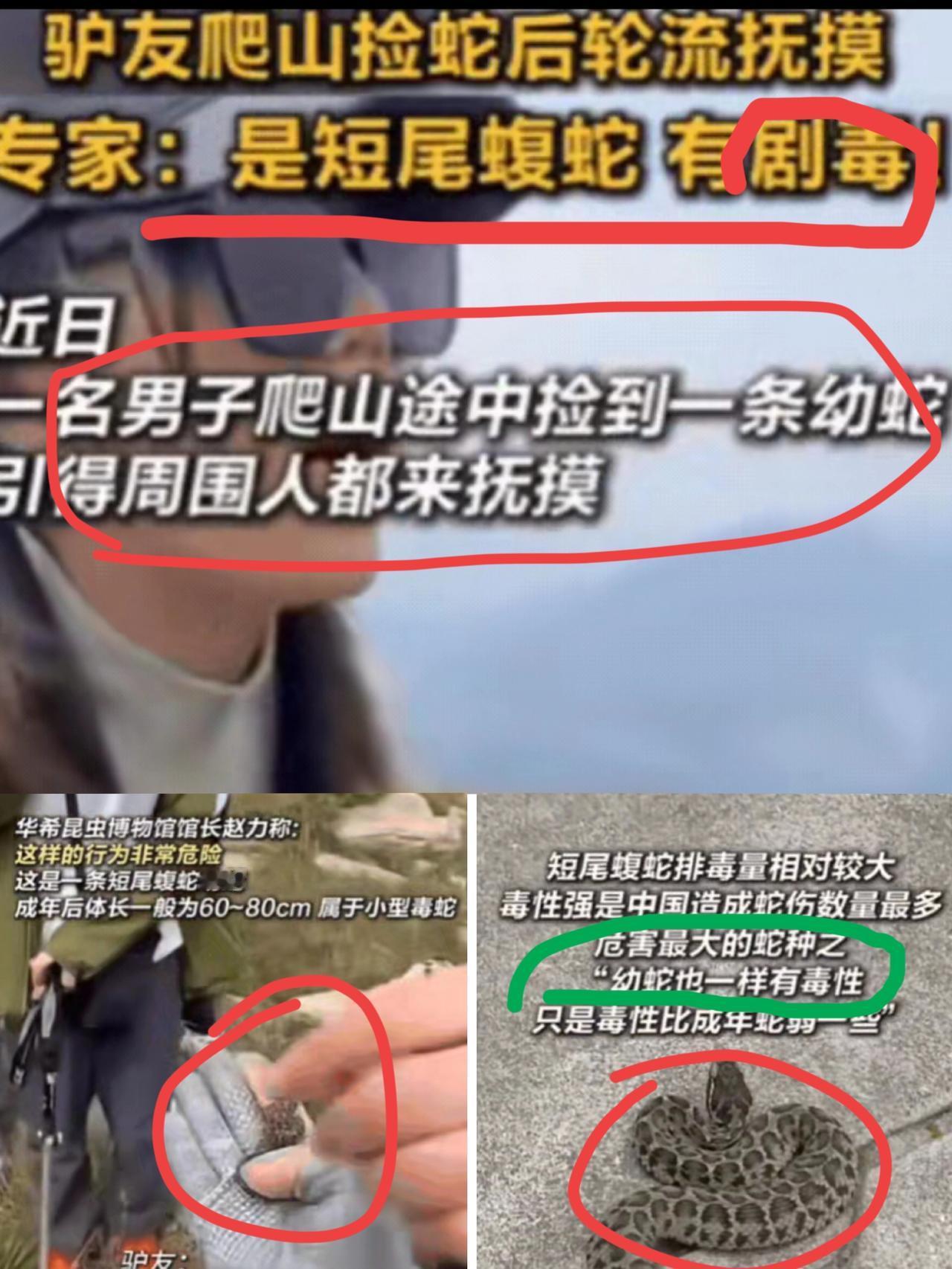 真服了这群驴友！爬山捡条小蛇就轮流上手摸，还拍视频发网上炫耀，女生们围着喊“蛇