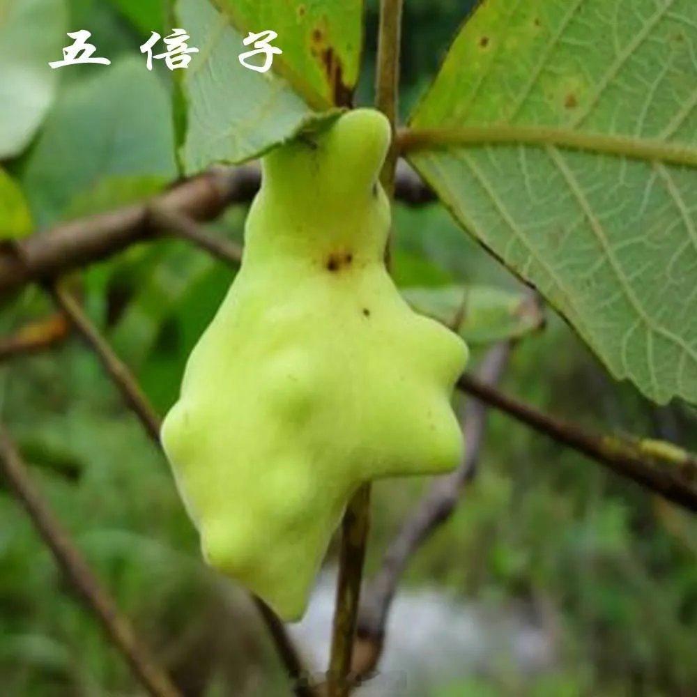 一个5味药的古方，煎水洗治痔疮！菊花外面肿了很大一个包。很痛，走路都不敢走。便便