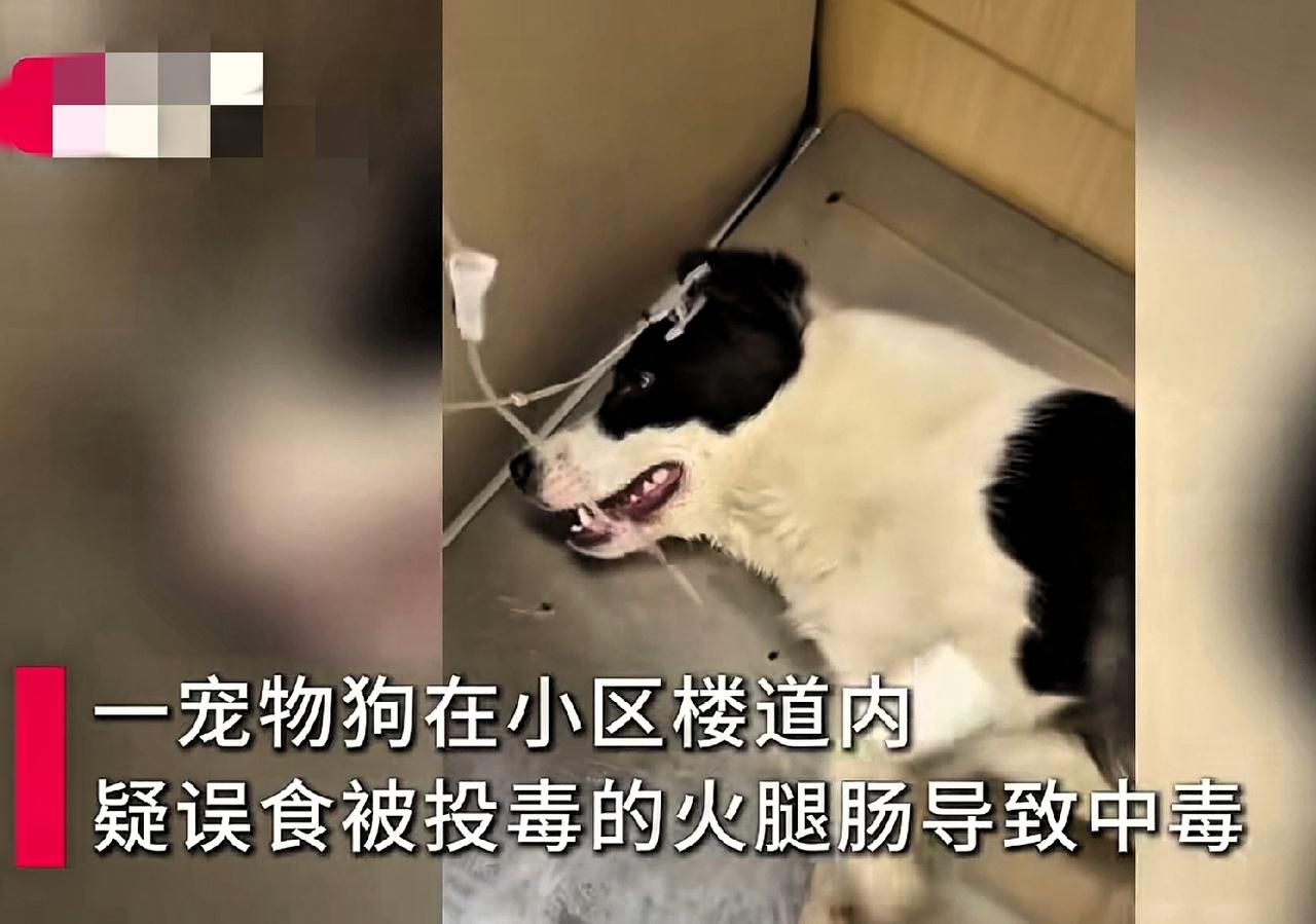 近日山西大同，晚上9点，一女子发现自己家狗狗出现异常情况，吓得女子赶紧送去宠物医