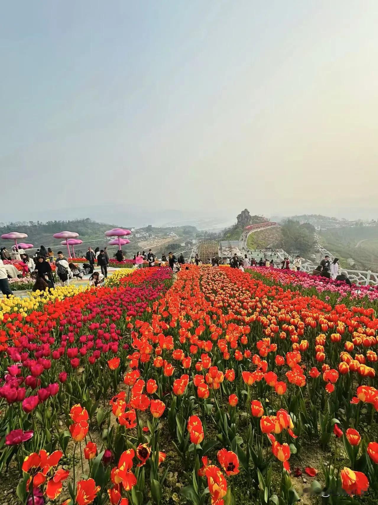 重庆大渡口的郁金香赏花地，田园风光惹人醉！今年春天，大渡口金鳌山不仅有漫山遍