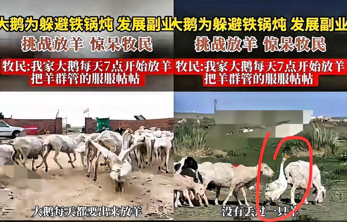 内蒙古牧民家里养了只大鹅准备冬天炖着吃，结果这鹅自己整出新活来了。每天七点准时打