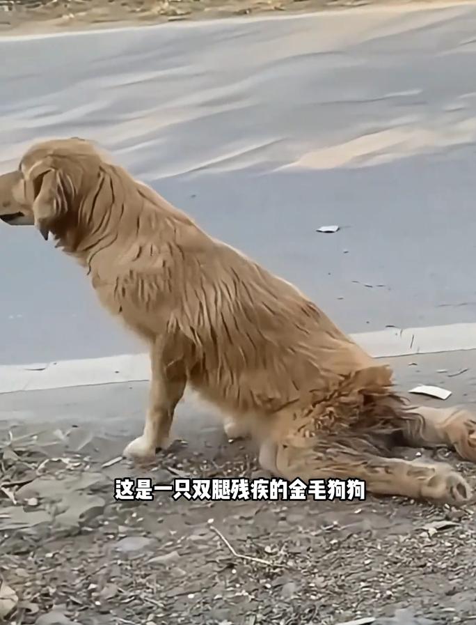 心酸又治愈！残疾金毛惨遭主人抛弃，流浪苦苦求生，平凡小哥倾尽温柔救赎❤️谁