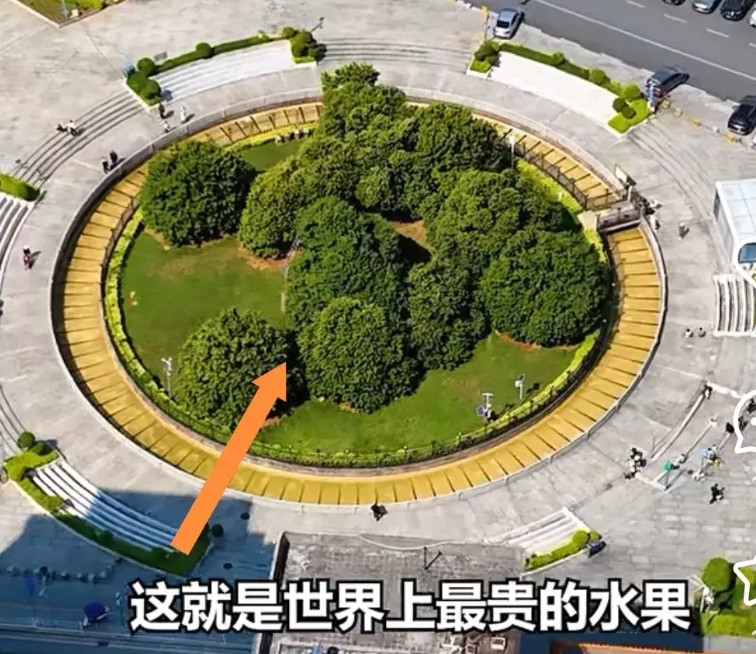 《长安的荔枝》被吐槽荔枝树太假但也演出了荔枝的娇和贵毕竟在现代荔枝也曾是