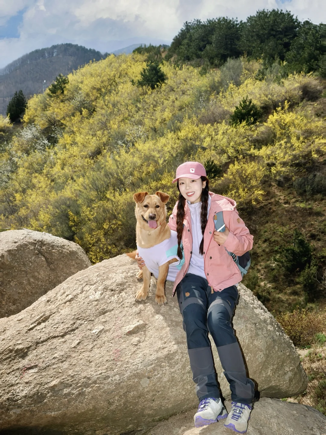 蓝关古道·虎吼山🌼满山的连翘花好有生命力！