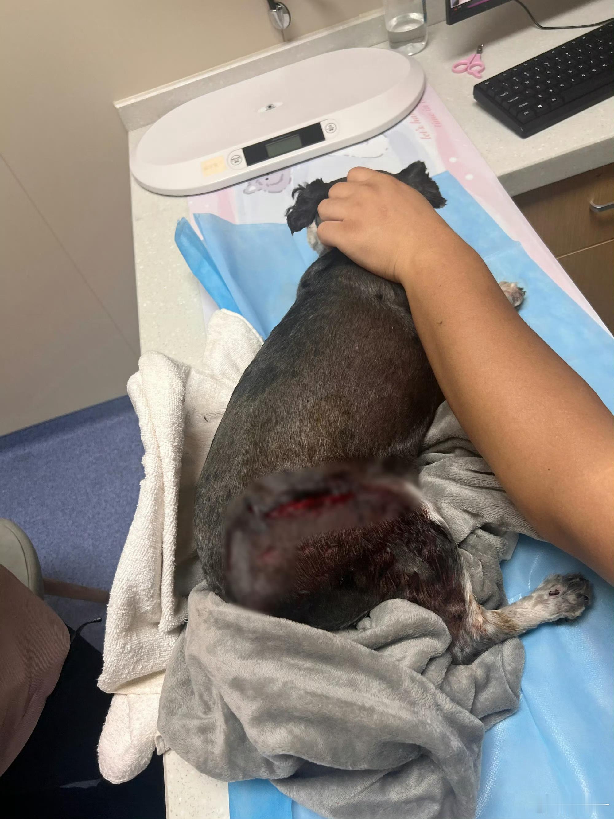 王锵家狗狗被恶意砍伤6月5日，透露自己家的狗狗被恶意砍伤，送到宠物医院救治，狗