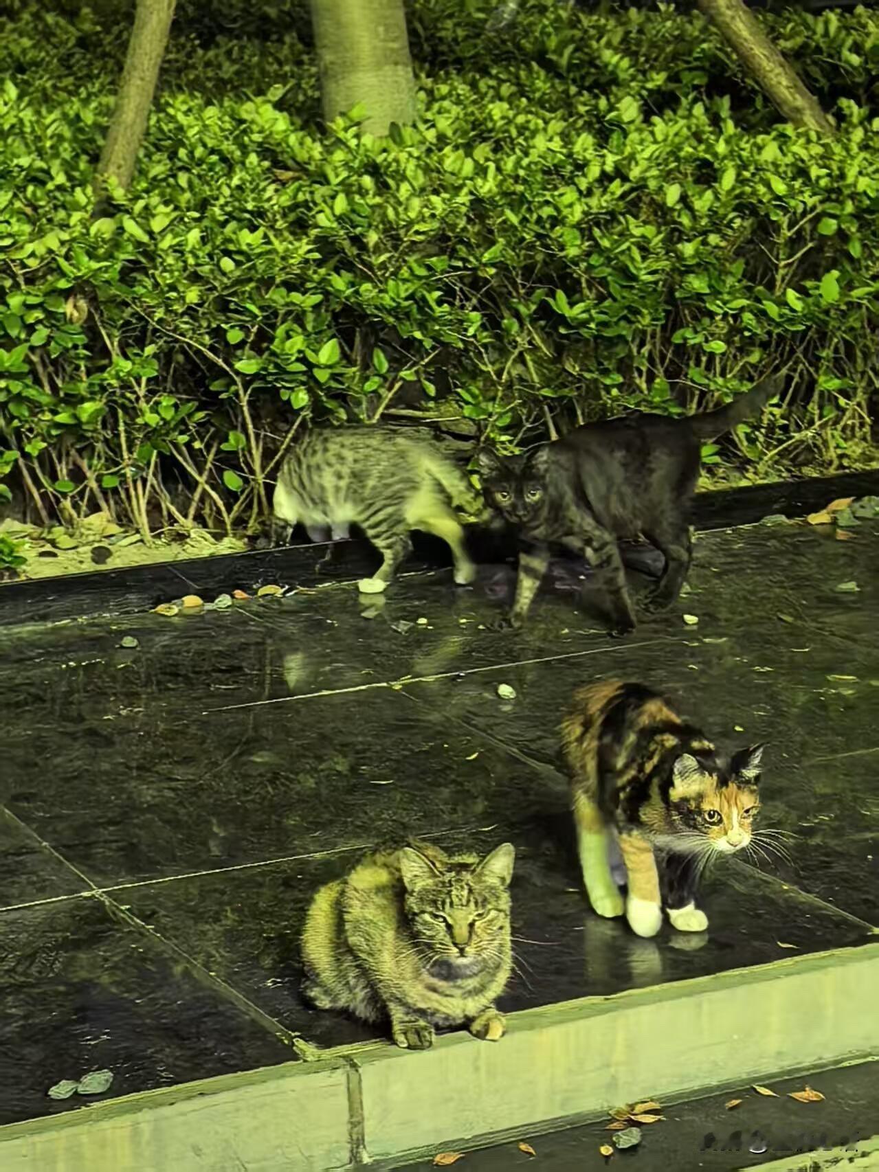 以前总看到几只流浪猫在这儿蹲守，怯生生的样子让人心疼。后来大家像是约好了一样