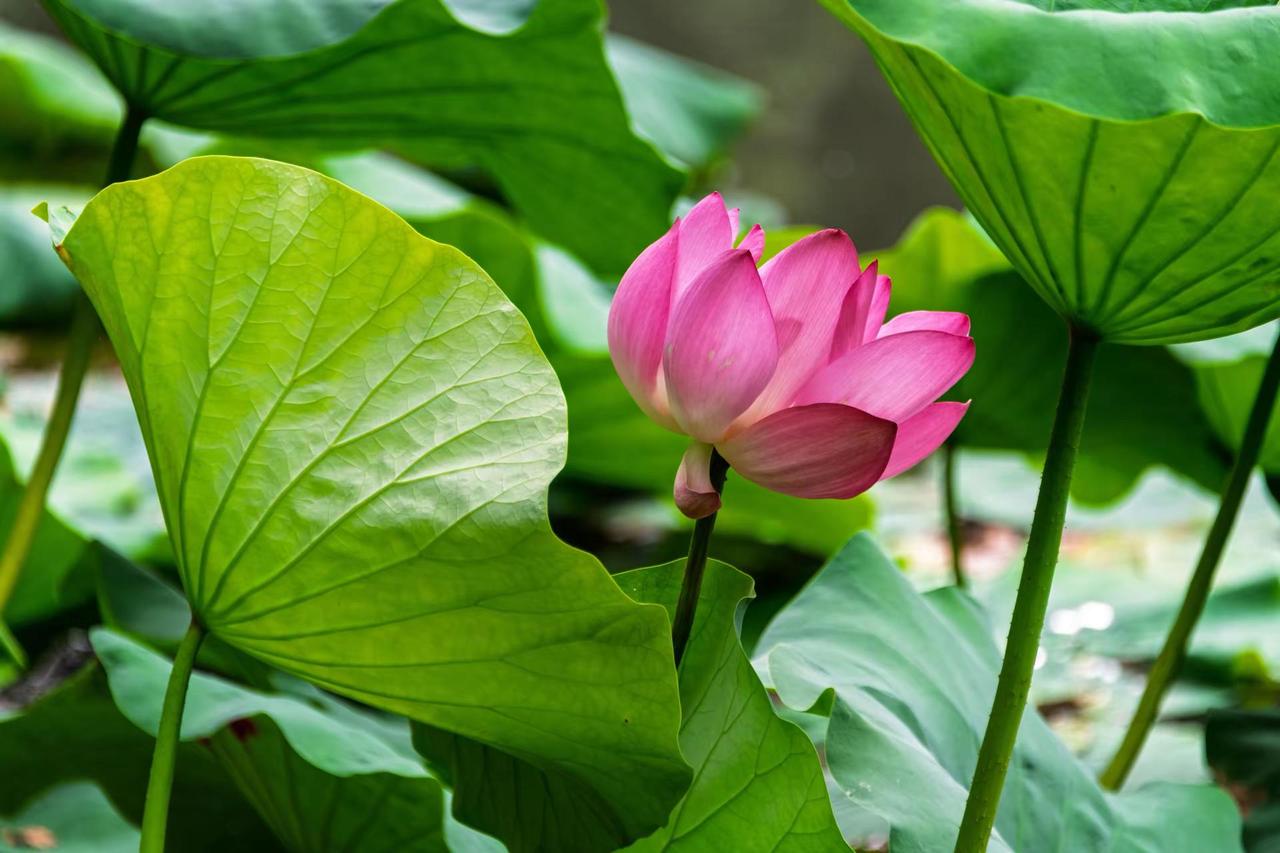 杭州西湖曲院风荷。杭州西湖曲院风荷荷花盛开的季节我镜头下的荷花夏日清荷