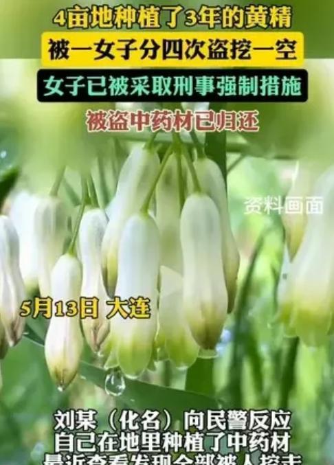 “想钱想疯了？”2025年5月，大连一男子家中4亩地黄精，眼看就能卖个好价钱，没