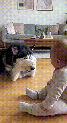 谁懂啊！二哈哄娃比爸妈还会！蒙眼躲猫猫把人类幼崽逗到笑出小牙谁再说二哈只有