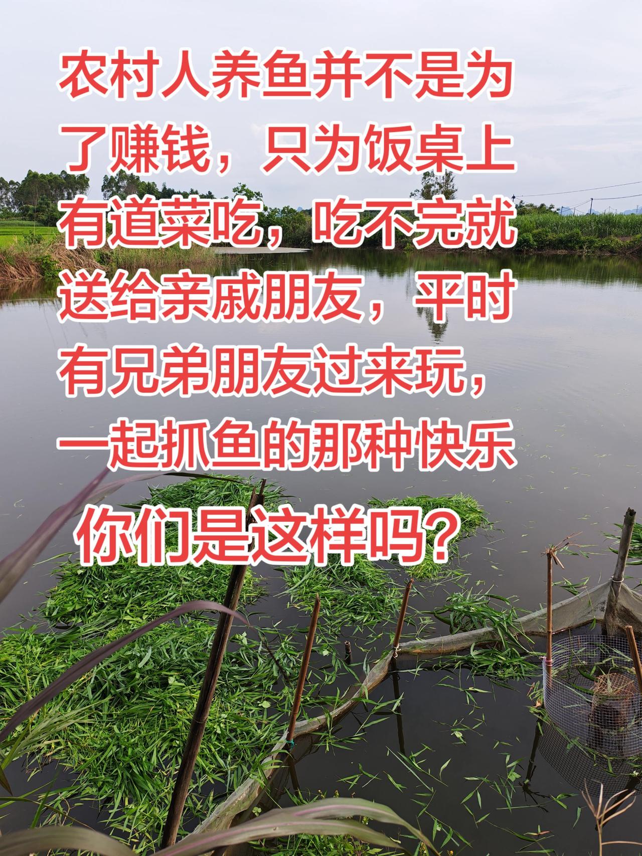 你们养鱼是为了赚钱还是怎么样？反正我在农村养鱼就是这个样子了，吃不完就送人。并不