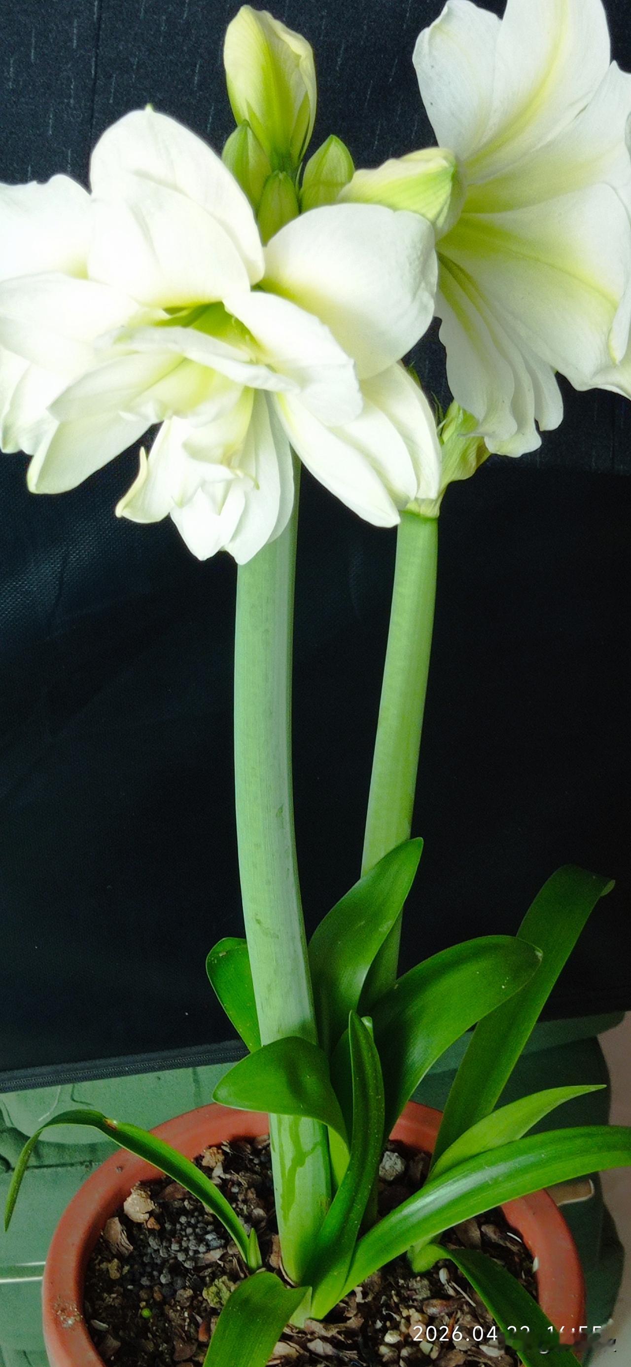 养花的人，不养棵朱顶红太可惜了。也不知道我这棵是什么朱？还是没拍出想要的效果