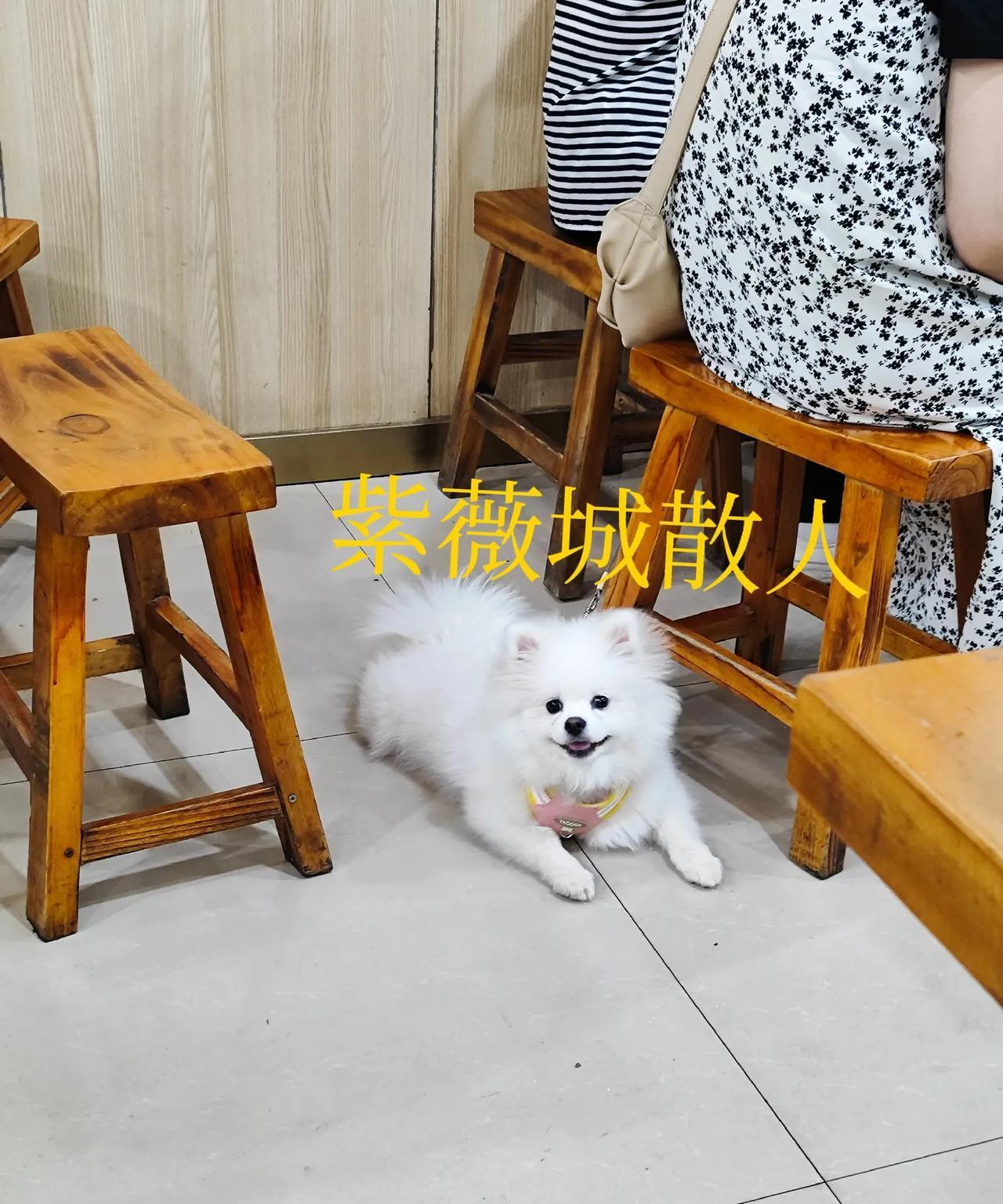 5月20日晚，本人在洛阳市某餐馆吃饭时，瞅见一家三口带着宠物狗也来用餐。大家可