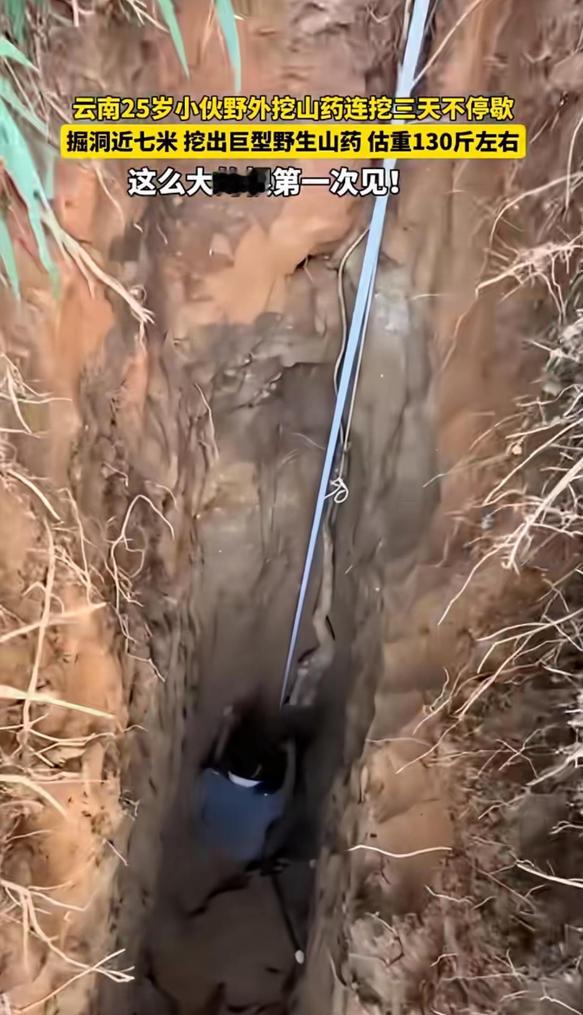 云南小伙这运气简直爆棚，挖出130斤的巨型野生山药，妥妥的大自然奇迹！想象一下，