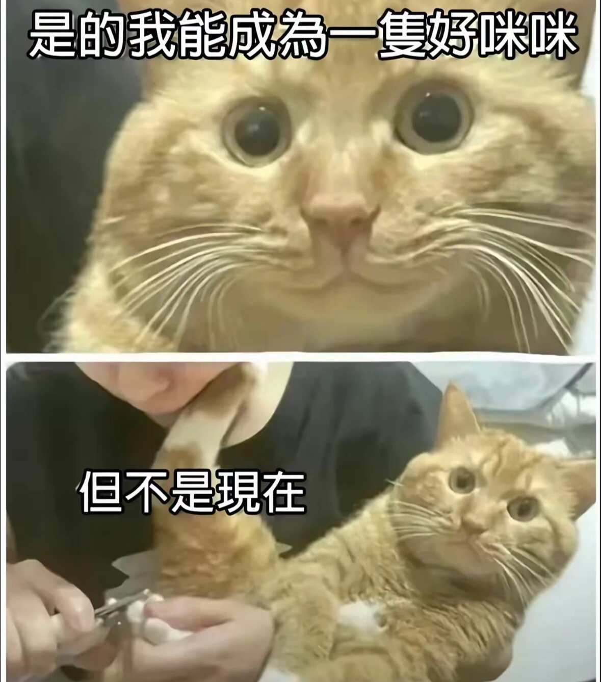 猫meme盘点一波