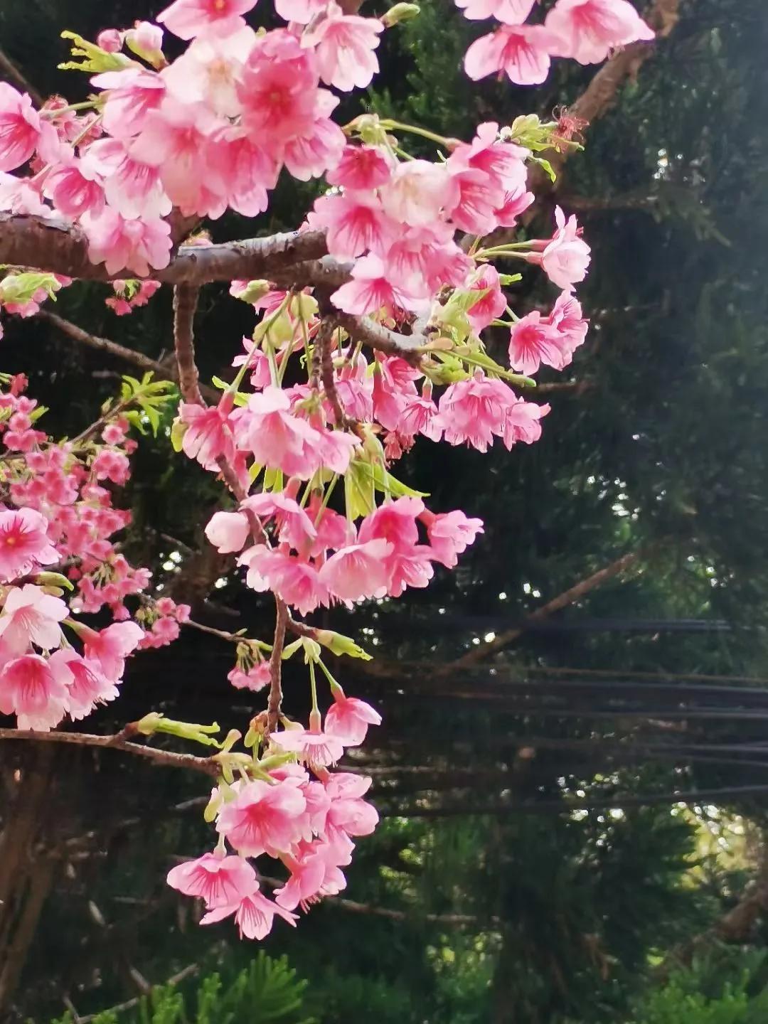 春有约花不误​森林公园赏樱花春日生活打卡季