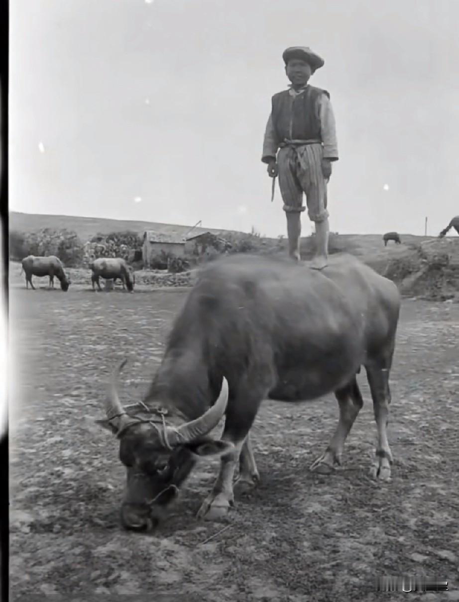 这是一张拍摄于1917年的澳门老照片画面中是一个站在水牛背上的放牛娃。照