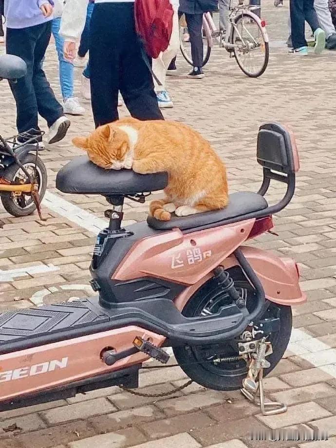 因为一口吃的，[哭哭]猫猫便为你守了一夜的车。