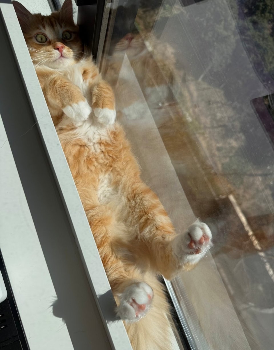 阳光下的黄油面包