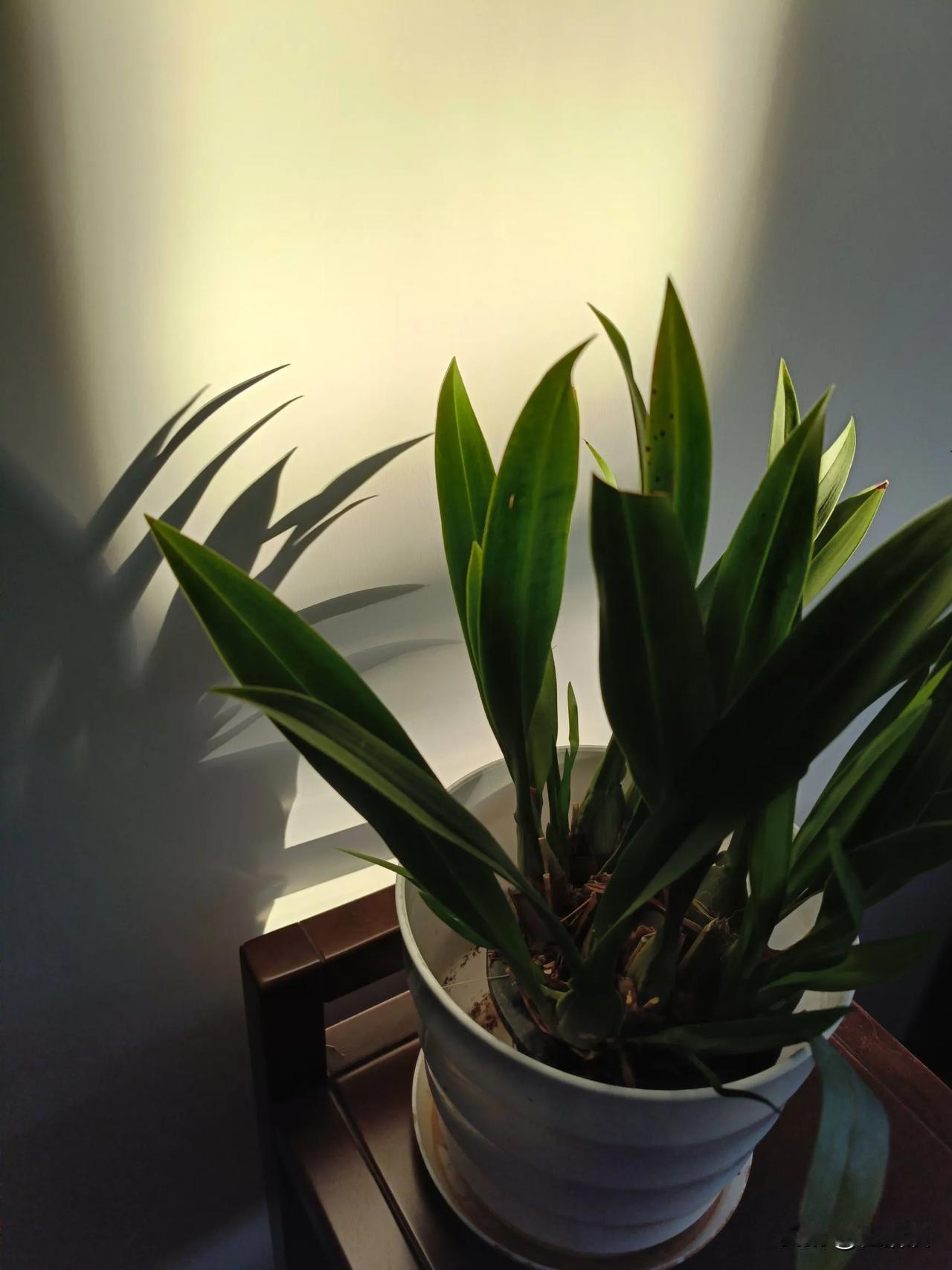 五十多岁的我，以前一直是个夜猫子，很少在12点前睡觉，有时候看看小说，两三点睡也