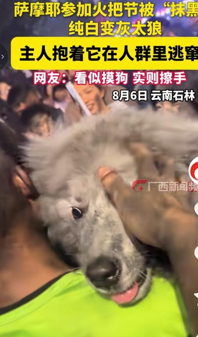 萨摩耶逛火把节惨遭“抹黑”，雪白小狗秒变小灰狗8月6日云南石林火把节现场，