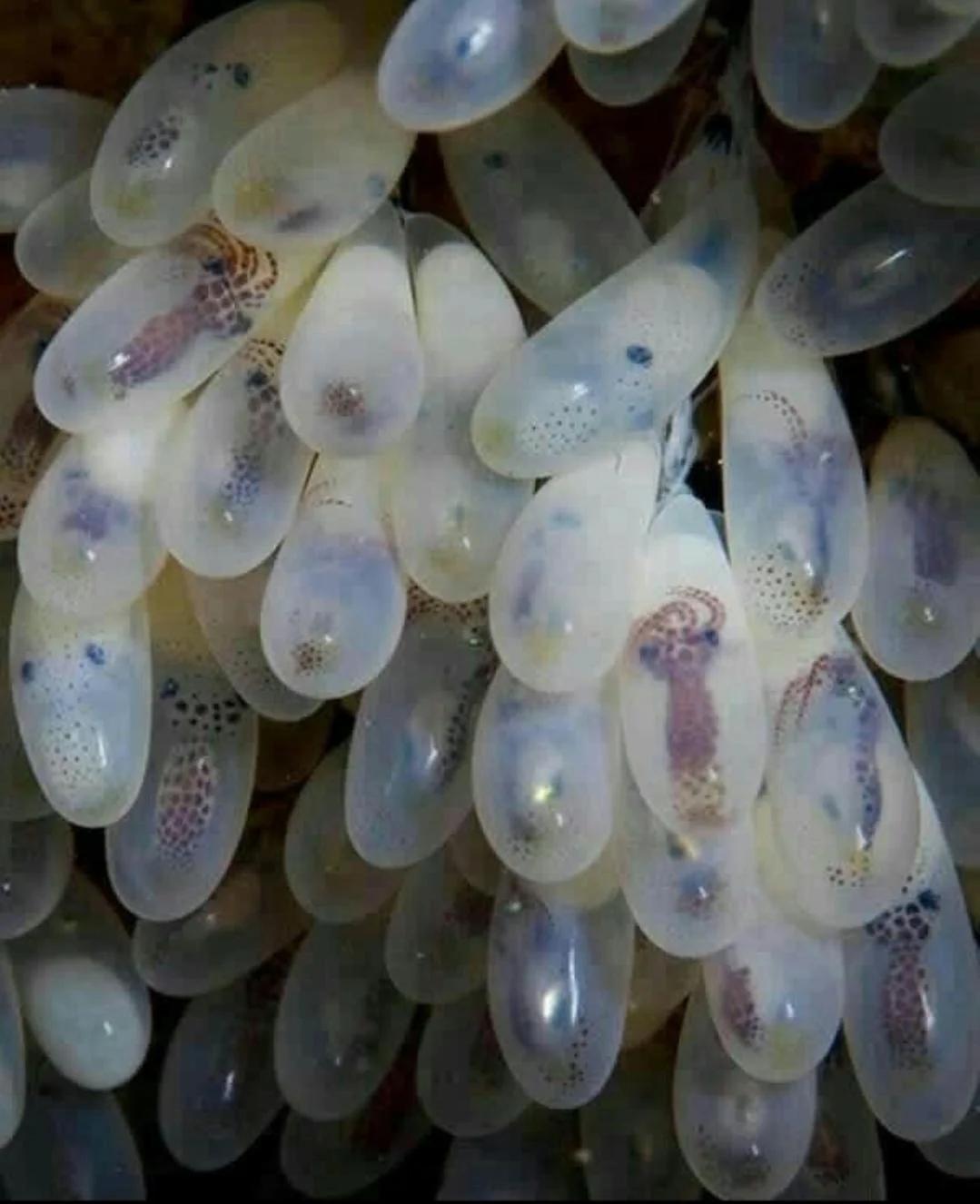 章鱼蛋，以防你从未见过章鱼蛋