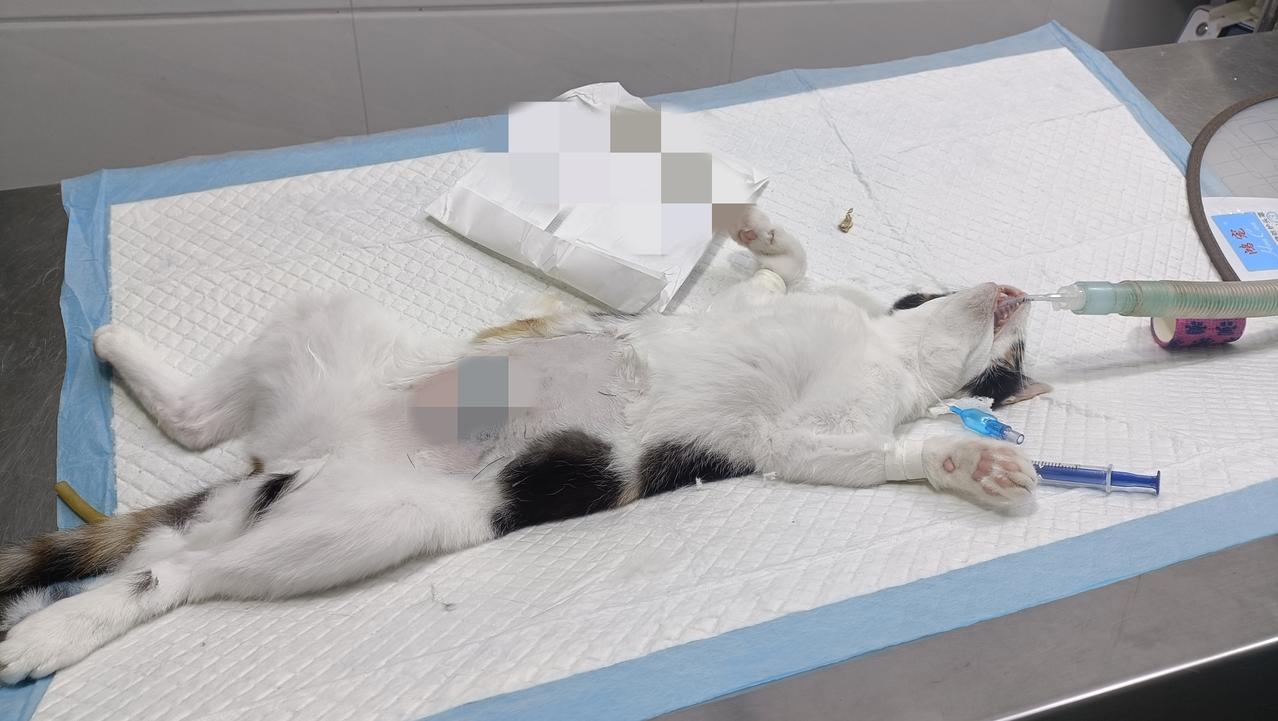 此刻我正在宠物医院等待两只绝育母猫的苏醒。小三花是去年10月1号捡回来，小彩