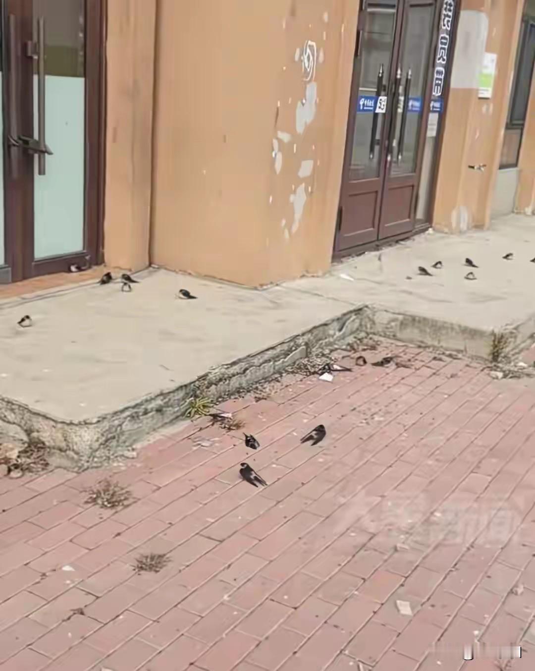 太可惜了:黑龙江五常市突然降温，很多没飞走的小燕子被冻死了，真是可惜了，燕子是
