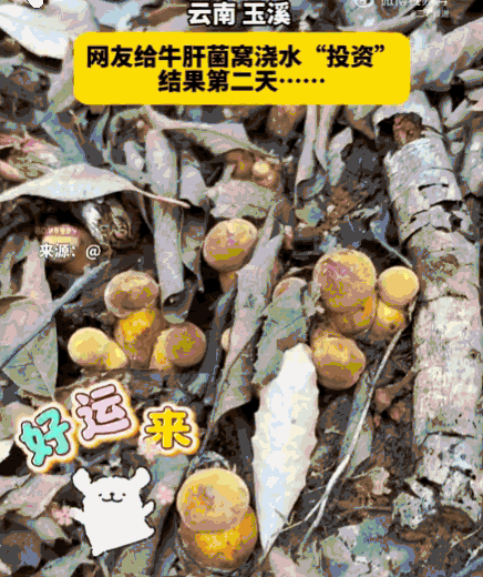 吃一堑长一智！云南玉溪，一女子偶然发现一处牛肝菌窝，舍不得立刻采走，还特意浇水养
