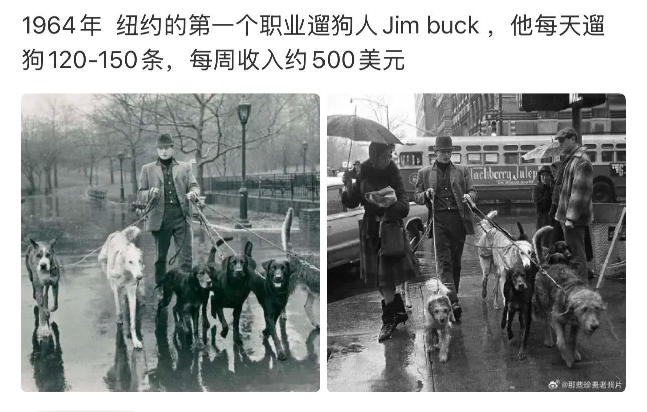 遛狗的收入也能做到这么高怪不得……