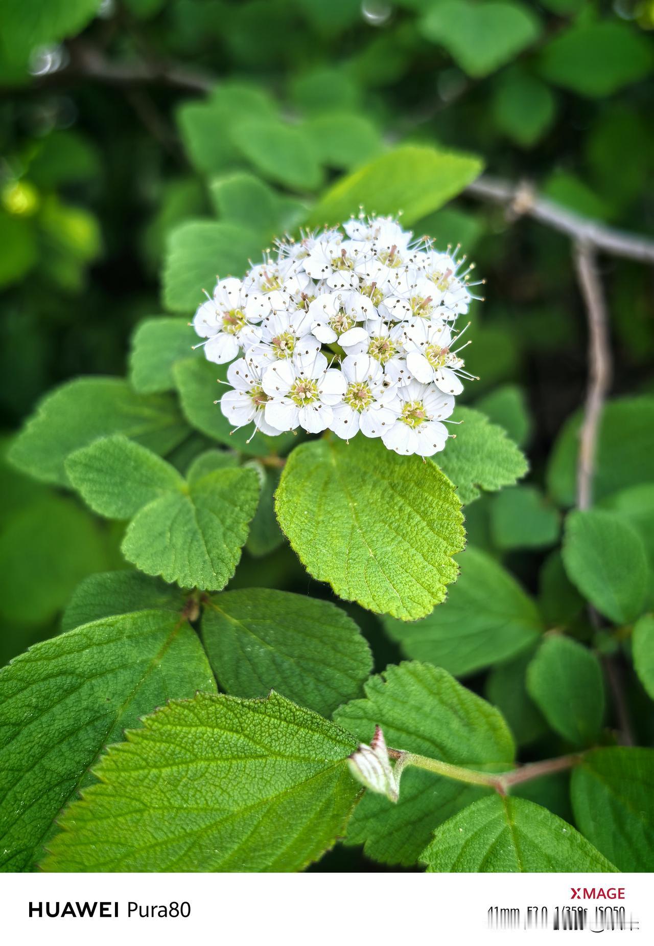 终于又到周末了，但是武汉这个天气真的是太奇怪了。前天明明下了一天的暴雨，今