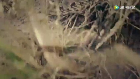 梦境迷雾，揭秘梦到很多蜈蚣很恶心很吓人的深层含义