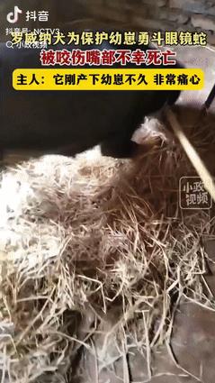 好心疼！江西，一男子养了罗威纳母犬，狗子刚生下狗崽，一只眼镜蛇就跑到狗窝，男子正