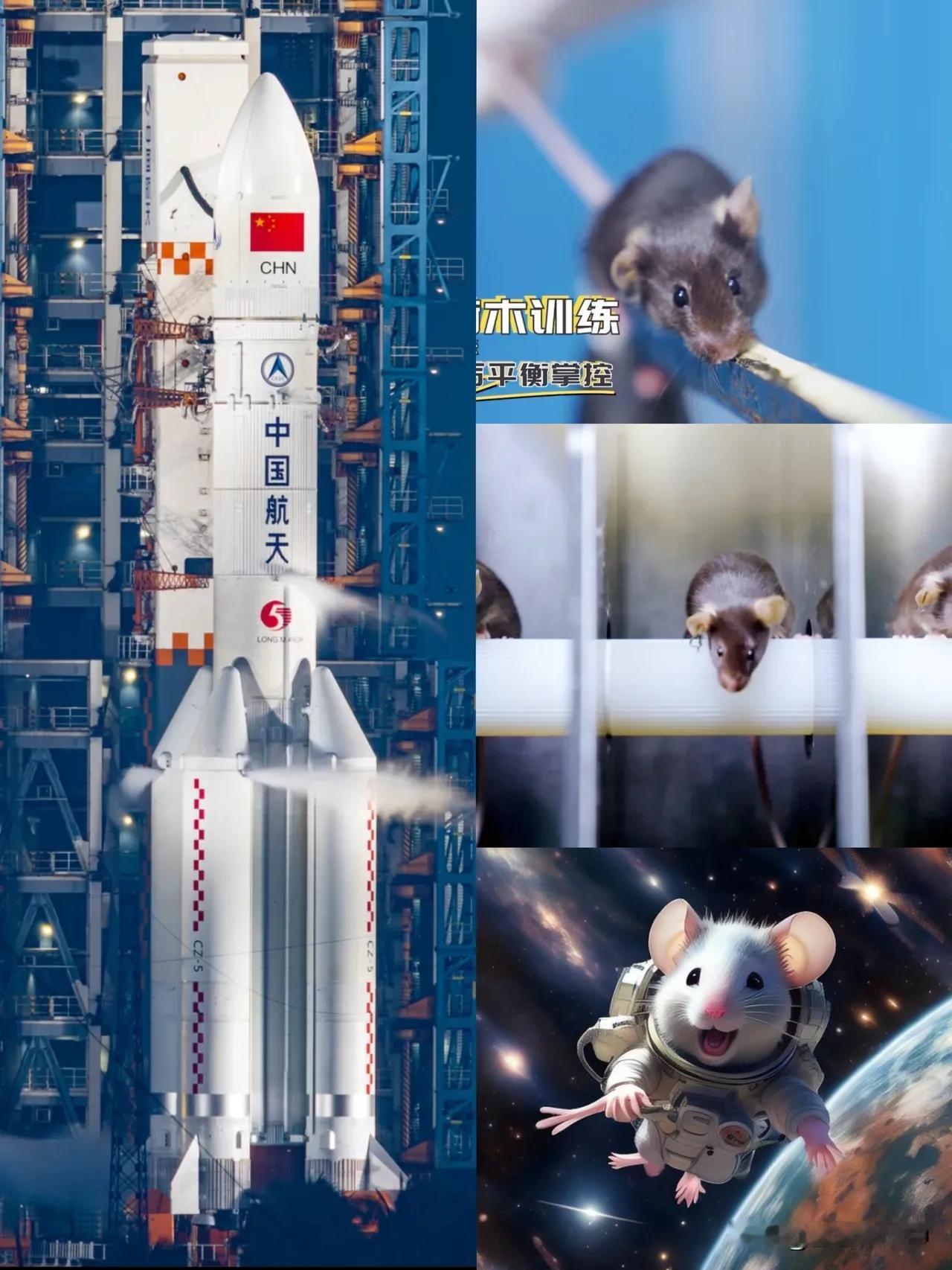 四只老鼠，成了焦点三名航天员与四只“航天鼠”将一起飞往太空，这四只小老鼠是经过