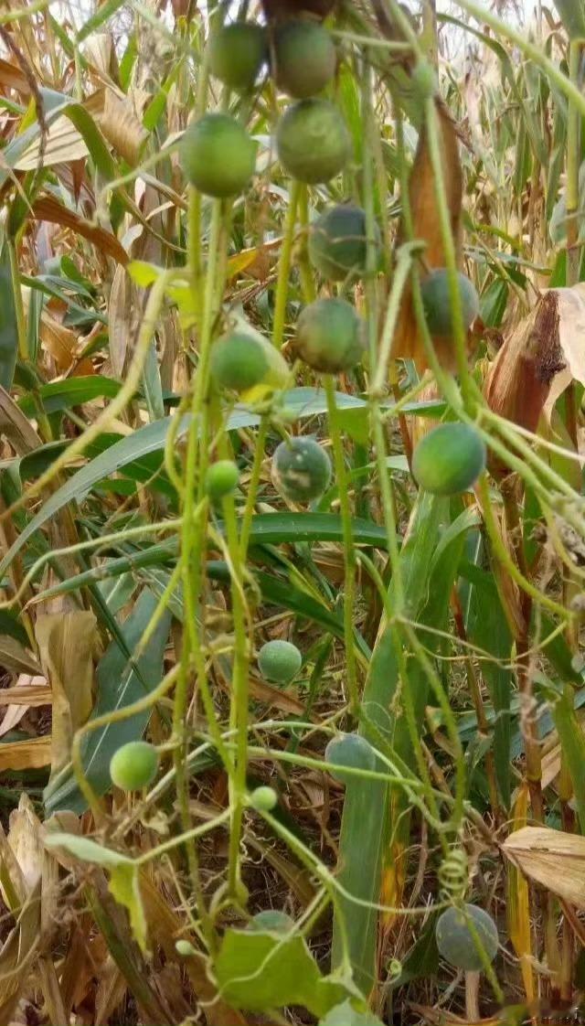 这个是什么有人知道吗？