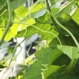 0000苦瓜种植方法：一、选种与催芽：选择饱满、无病虫害的苦瓜种子，用温水浸泡6