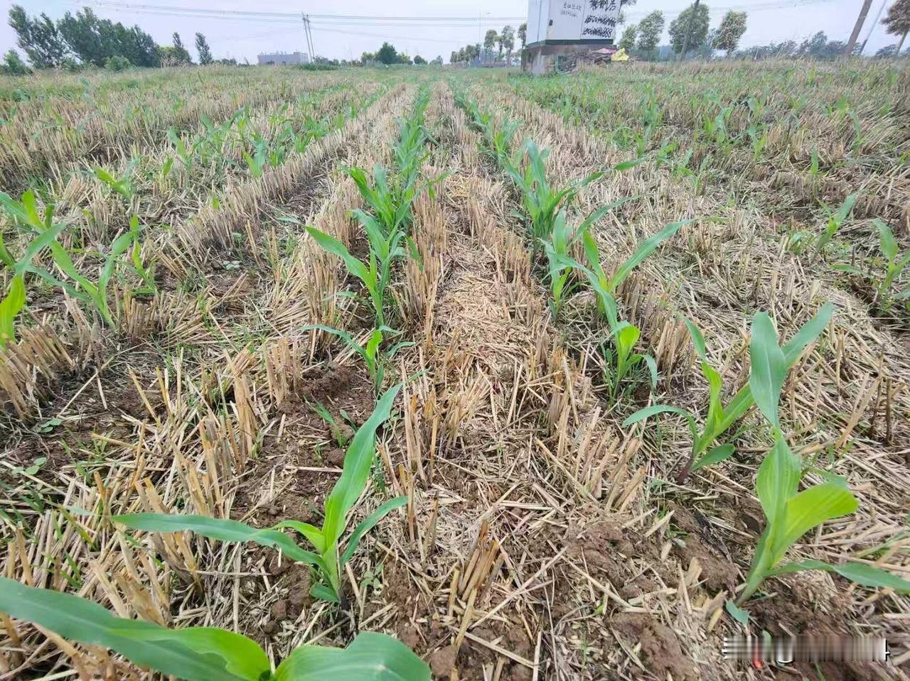 在西北地区，综合表现最好的玉米品种是MC670亩产曾超过3000斤。在黄淮海夏