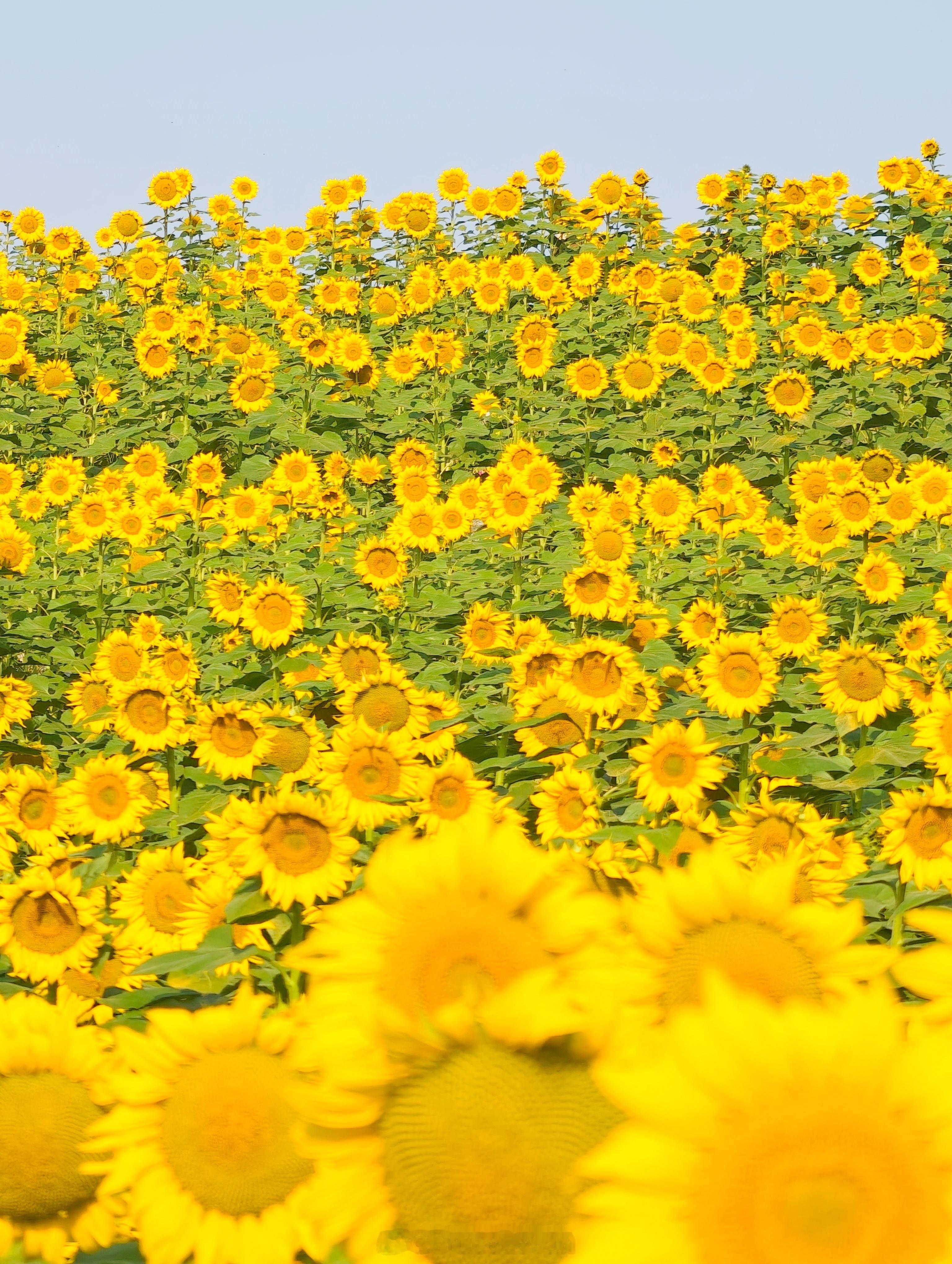 温榆河公园–芸上梯田向日葵花海美炸了！摄影​​​