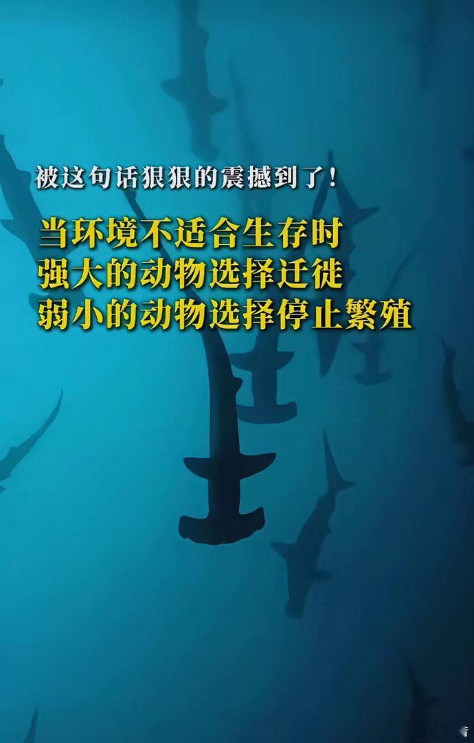动物界的生存法则