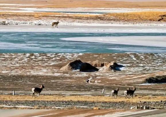 牧民开始抱怨。藏羚羊太多了。多到什么程度？青藏公路上，浩浩荡荡的羊群，能把车队堵