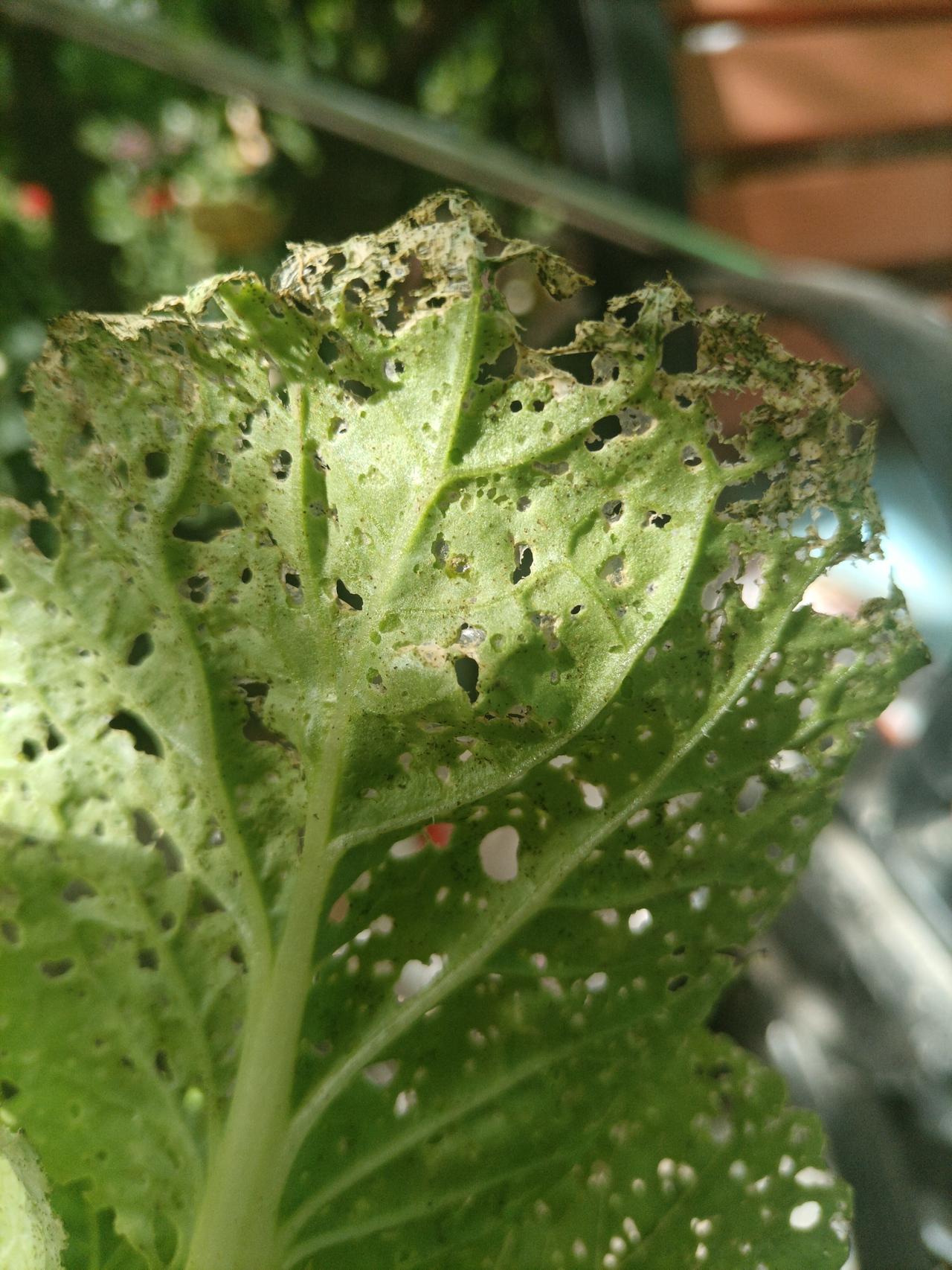 天越来越热了，炎热的夏天来了。这个时候种菜人的头等大事是与虫子作斗争，最终我还是