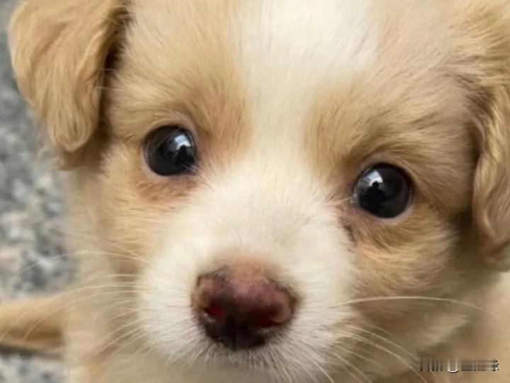 这几天汪星人突然不见了，平时活跃可爱的身影无影无踪，不觉有点失落感。狗是人类