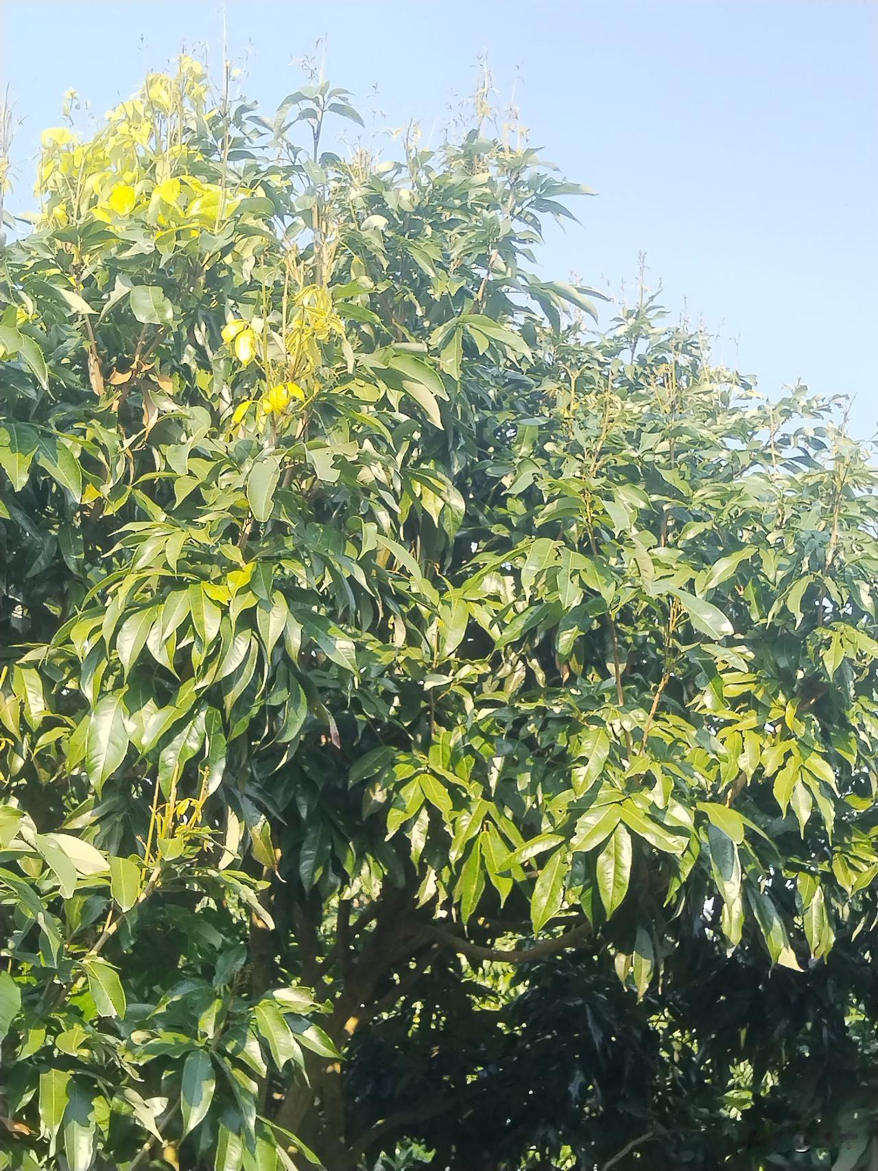 荔枝树在冬至前后几日控梢经验分享冬至时，瞧见荔枝树顶冒出七八厘米长的新叶嫩芽