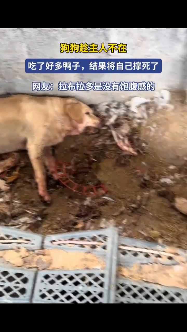 狗狗趁主人不在吃了好多鸭子，结果将自己撑死了。网友：拉布拉多是没有饱腹感的。
