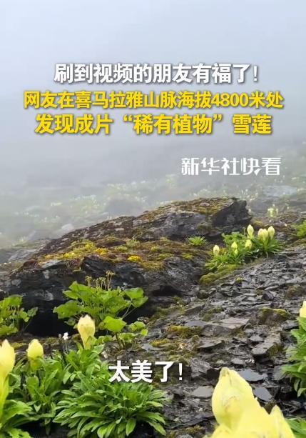 上人民日报了！西藏，一男子独自爬喜马拉雅山，爬到海拔大约4800米时竟不想下山了