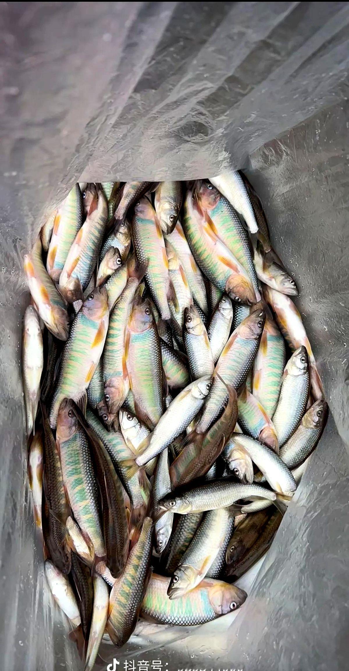 为什么现在钓鱼的人越来越多有人称钓鱼人增多是因大众无聊，实际是娱乐方式转向健