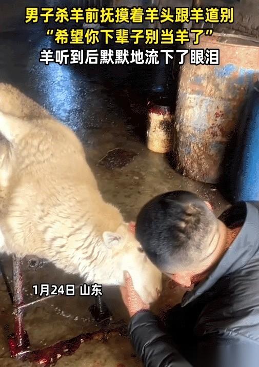 山东一个视频里，一个大哥正准备杀羊。他没先拿刀，反倒俯下身，一把握住羊的下巴，