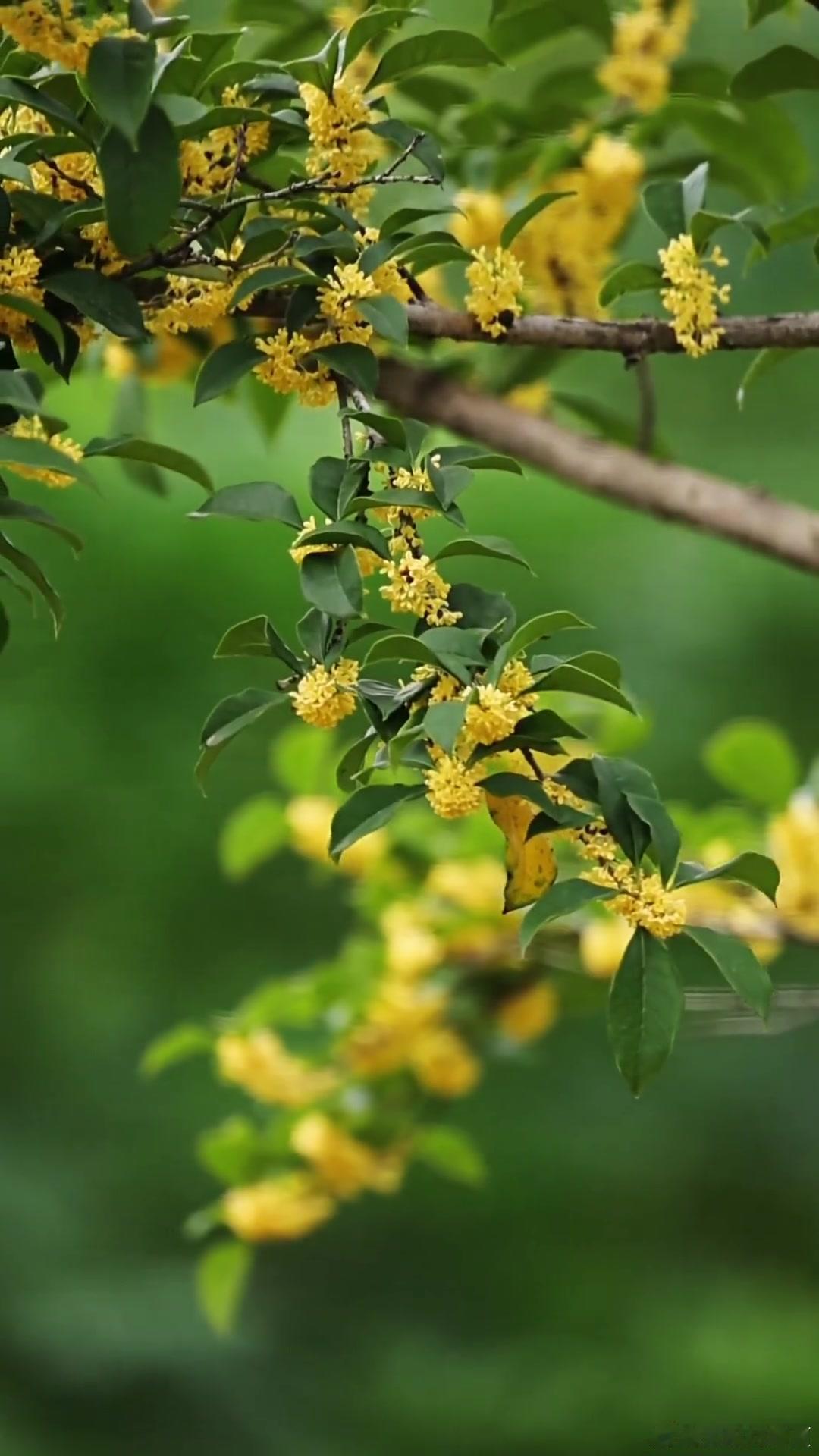 秋风渐凉，满城尽是桂花香～寻美河南​​​