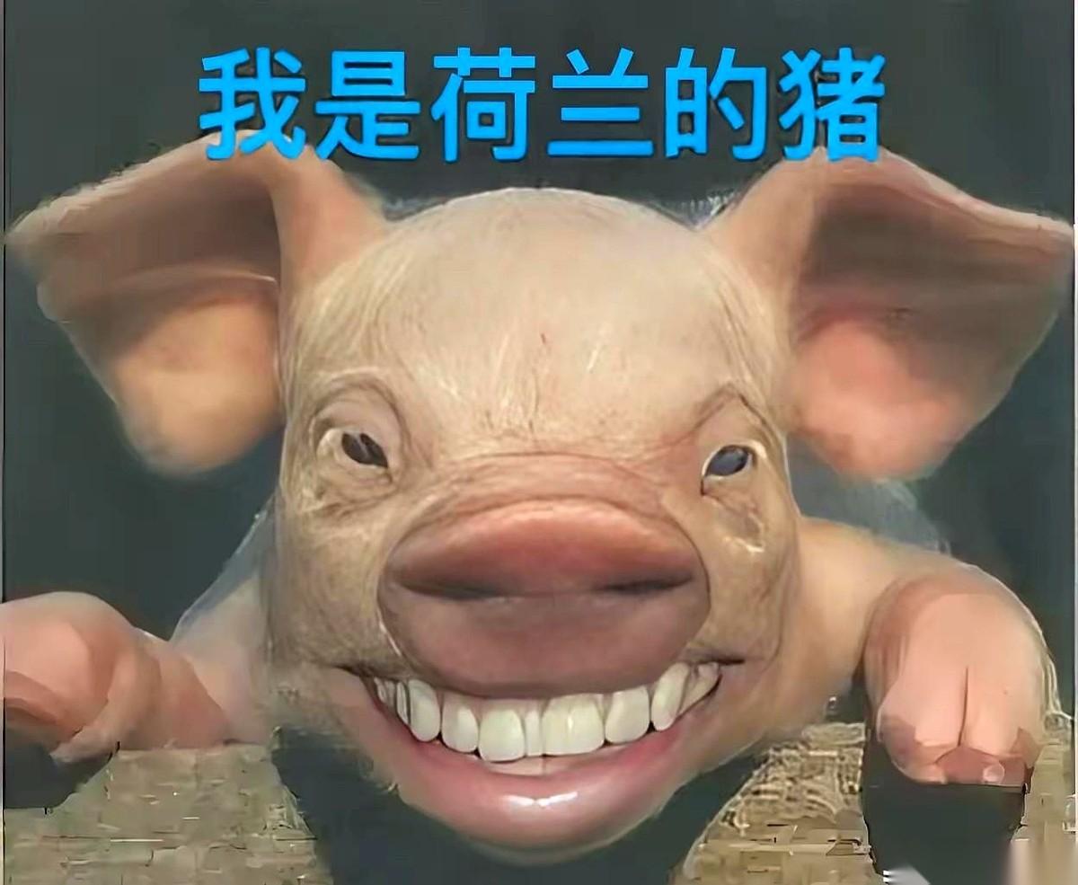 荷兰的猪估计都笑了。它们的主人，那些荷兰农民，最近可是愁得不行。为啥？鹿特